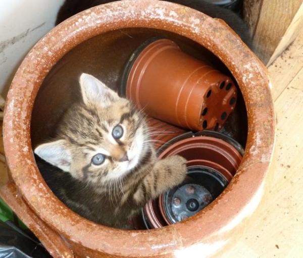 Share your favourite pet pictures for a chance to win £100 John Lewis voucher and copies of Jacqueline Wilson's Paws and Whiskers