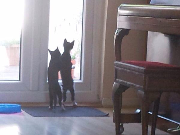 Share your favourite pet pictures for a chance to win £100 John Lewis voucher and copies of Jacqueline Wilson's Paws and Whiskers