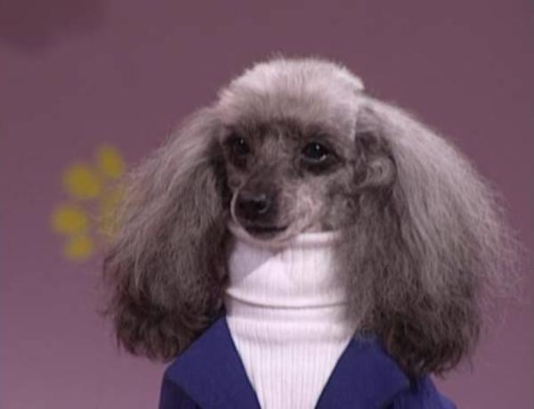 polo necks: fab or frumpy?