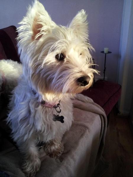 Share your favourite pet pictures for a chance to win £100 John Lewis voucher and copies of Jacqueline Wilson's Paws and Whiskers