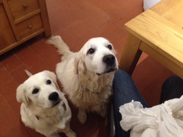 Share your favourite pet pictures for a chance to win £100 John Lewis voucher and copies of Jacqueline Wilson's Paws and Whiskers