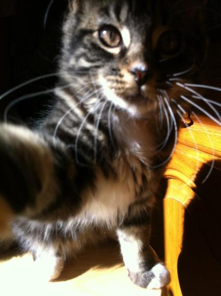 Share your favourite pet pictures for a chance to win £100 John Lewis voucher and copies of Jacqueline Wilson's Paws and Whiskers