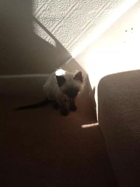 Share your favourite pet pictures for a chance to win £100 John Lewis voucher and copies of Jacqueline Wilson's Paws and Whiskers