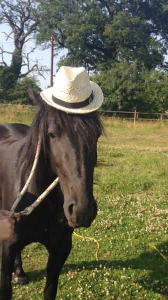 Share your favourite pet pictures for a chance to win £100 John Lewis voucher and copies of Jacqueline Wilson's Paws and Whiskers