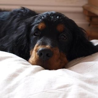 Share your favourite pet pictures for a chance to win £100 John Lewis voucher and copies of Jacqueline Wilson's Paws and Whiskers