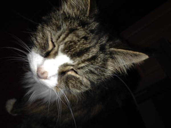 Share your favourite pet pictures for a chance to win £100 John Lewis voucher and copies of Jacqueline Wilson's Paws and Whiskers