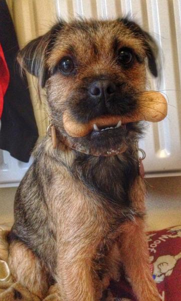 Share your favourite pet pictures for a chance to win £100 John Lewis voucher and copies of Jacqueline Wilson's Paws and Whiskers