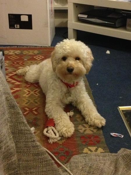 Share your favourite pet pictures for a chance to win £100 John Lewis voucher and copies of Jacqueline Wilson's Paws and Whiskers