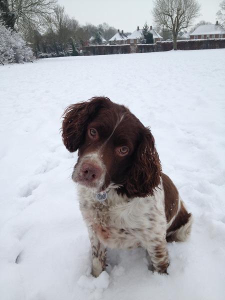 Share your favourite pet pictures for a chance to win £100 John Lewis voucher and copies of Jacqueline Wilson's Paws and Whiskers