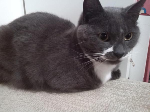 Share your favourite pet pictures for a chance to win £100 John Lewis voucher and copies of Jacqueline Wilson's Paws and Whiskers