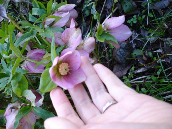 Maintaining a big garden when cash- and time-strapped!