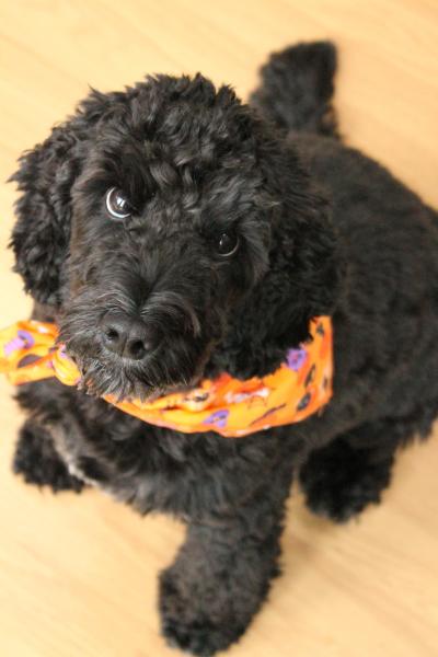 Share your favourite pet pictures for a chance to win £100 John Lewis voucher and copies of Jacqueline Wilson's Paws and Whiskers