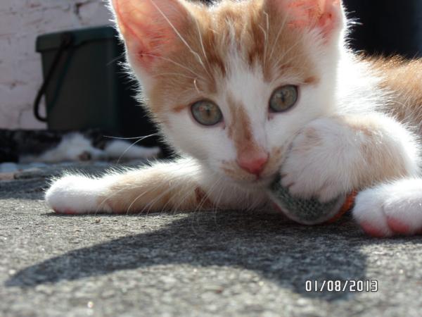 Share your favourite pet pictures for a chance to win £100 John Lewis voucher and copies of Jacqueline Wilson's Paws and Whiskers