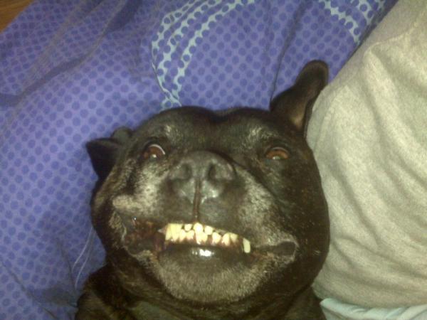 Share your favourite pet pictures for a chance to win £100 John Lewis voucher and copies of Jacqueline Wilson's Paws and Whiskers