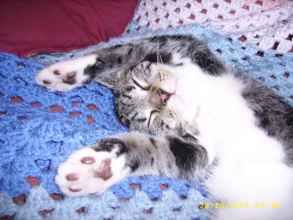 Share your favourite pet pictures for a chance to win £100 John Lewis voucher and copies of Jacqueline Wilson's Paws and Whiskers