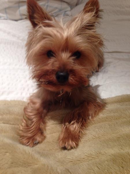 Share your favourite pet pictures for a chance to win £100 John Lewis voucher and copies of Jacqueline Wilson's Paws and Whiskers