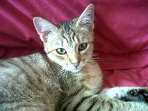 Share your favourite pet pictures for a chance to win £100 John Lewis voucher and copies of Jacqueline Wilson's Paws and Whiskers