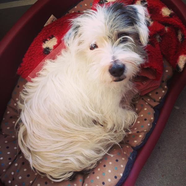 Share your favourite pet pictures for a chance to win £100 John Lewis voucher and copies of Jacqueline Wilson's Paws and Whiskers