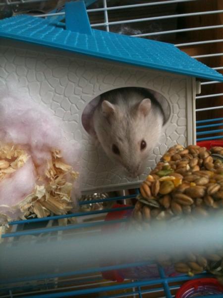 Share your favourite pet pictures for a chance to win £100 John Lewis voucher and copies of Jacqueline Wilson's Paws and Whiskers