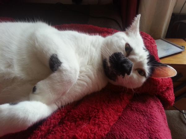 Share your favourite pet pictures for a chance to win £100 John Lewis voucher and copies of Jacqueline Wilson's Paws and Whiskers