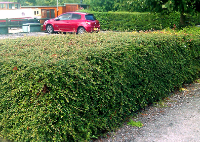 ideas for a sort of shrubby hedge please
