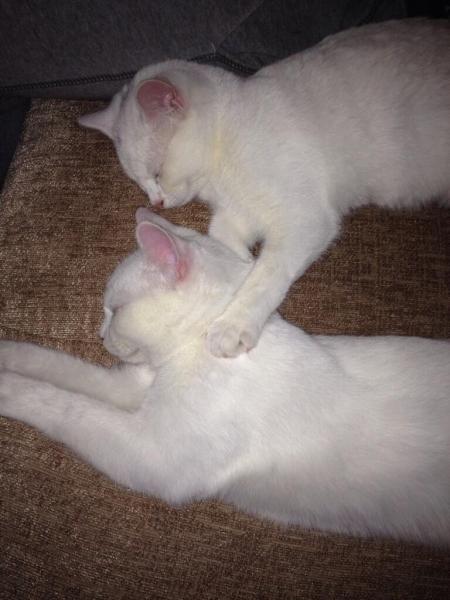 Share your favourite pet pictures for a chance to win £100 John Lewis voucher and copies of Jacqueline Wilson's Paws and Whiskers