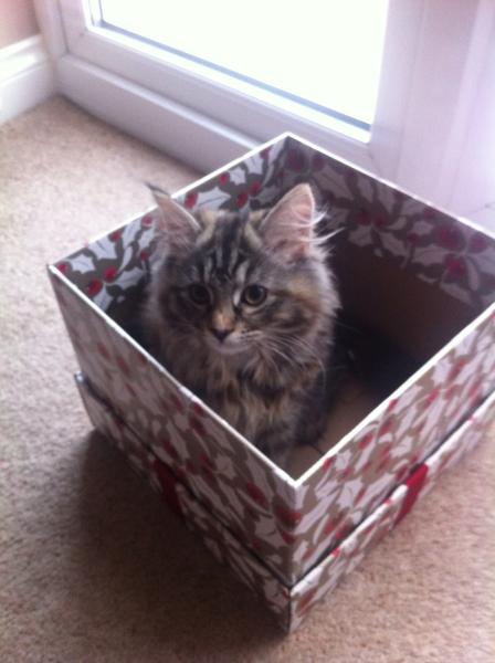 Share your favourite pet pictures for a chance to win £100 John Lewis voucher and copies of Jacqueline Wilson's Paws and Whiskers