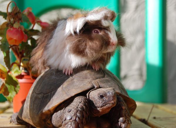 Share your favourite pet pictures for a chance to win £100 John Lewis voucher and copies of Jacqueline Wilson's Paws and Whiskers