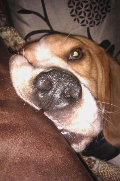 Share your favourite pet pictures for a chance to win £100 John Lewis voucher and copies of Jacqueline Wilson's Paws and Whiskers