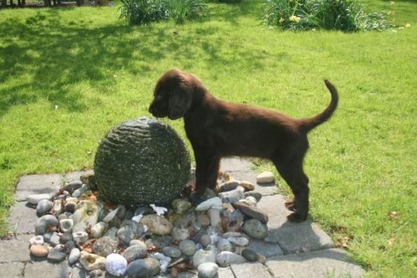 Share your favourite pet pictures for a chance to win £100 John Lewis voucher and copies of Jacqueline Wilson's Paws and Whiskers