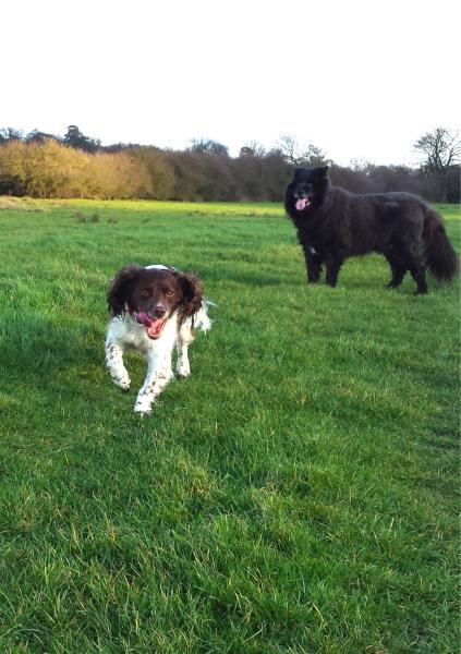 Share your favourite pet pictures for a chance to win £100 John Lewis voucher and copies of Jacqueline Wilson's Paws and Whiskers
