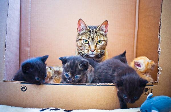 Share your favourite pet pictures for a chance to win £100 John Lewis voucher and copies of Jacqueline Wilson's Paws and Whiskers