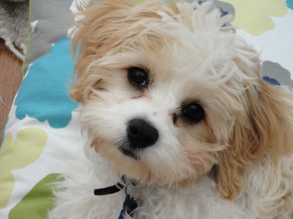 Share your favourite pet pictures for a chance to win £100 John Lewis voucher and copies of Jacqueline Wilson's Paws and Whiskers