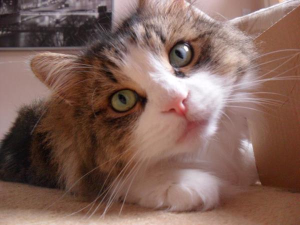 Share your favourite pet pictures for a chance to win £100 John Lewis voucher and copies of Jacqueline Wilson's Paws and Whiskers