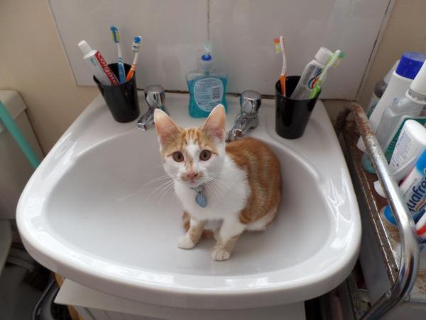 Share your favourite pet pictures for a chance to win £100 John Lewis voucher and copies of Jacqueline Wilson's Paws and Whiskers