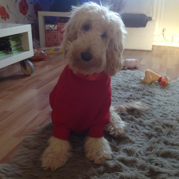 Share your favourite pet pictures for a chance to win £100 John Lewis voucher and copies of Jacqueline Wilson's Paws and Whiskers