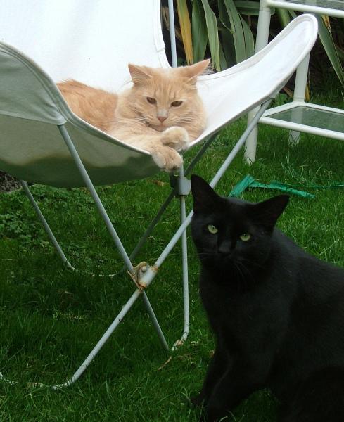 Share your favourite pet pictures for a chance to win £100 John Lewis voucher and copies of Jacqueline Wilson's Paws and Whiskers