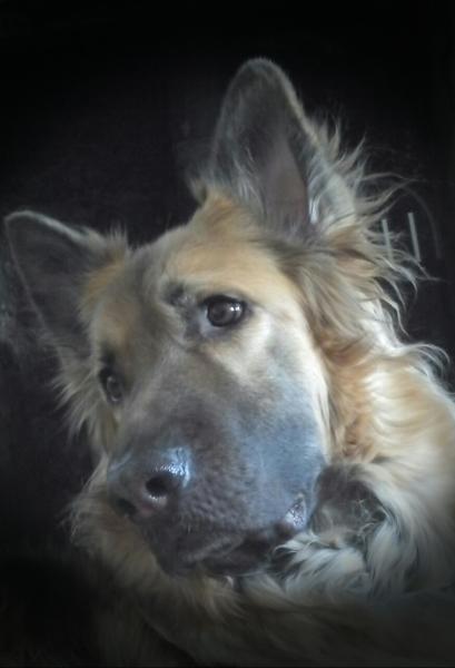 Share your favourite pet pictures for a chance to win £100 John Lewis voucher and copies of Jacqueline Wilson's Paws and Whiskers