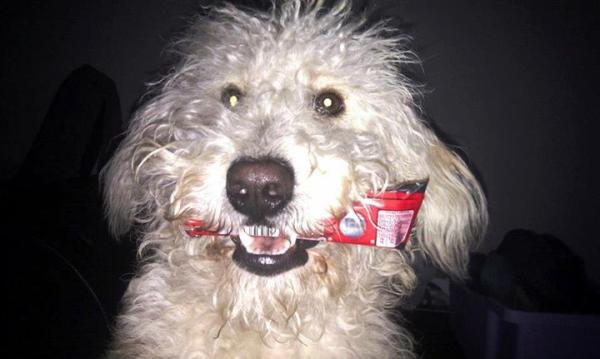 Share your favourite pet pictures for a chance to win £100 John Lewis voucher and copies of Jacqueline Wilson's Paws and Whiskers