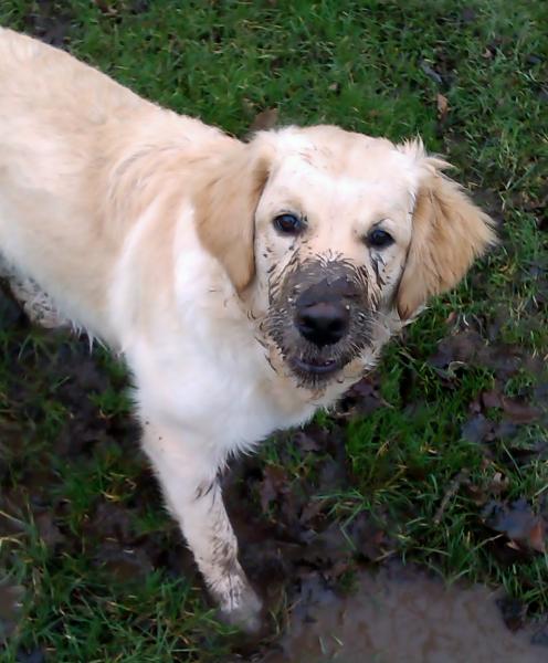 Share your favourite pet pictures for a chance to win £100 John Lewis voucher and copies of Jacqueline Wilson's Paws and Whiskers