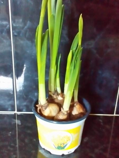 Daffodils from Lidl