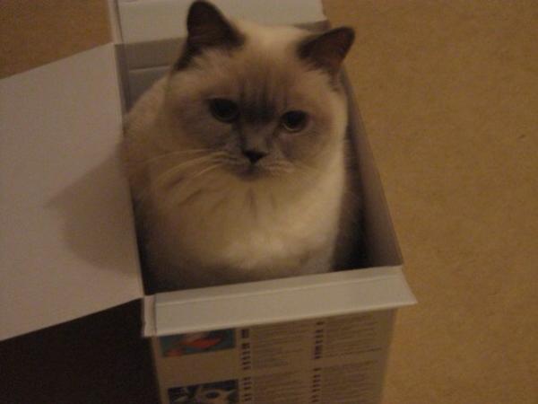 Share your favourite pet pictures for a chance to win £100 John Lewis voucher and copies of Jacqueline Wilson's Paws and Whiskers