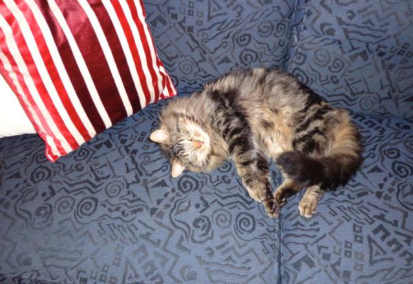 Share your favourite pet pictures for a chance to win £100 John Lewis voucher and copies of Jacqueline Wilson's Paws and Whiskers