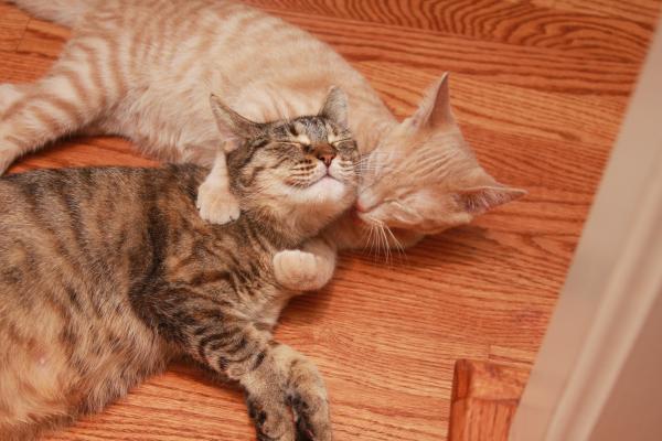 Share your favourite pet pictures for a chance to win £100 John Lewis voucher and copies of Jacqueline Wilson's Paws and Whiskers