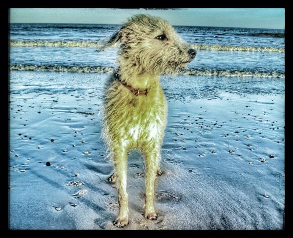 Share your favourite pet pictures for a chance to win £100 John Lewis voucher and copies of Jacqueline Wilson's Paws and Whiskers