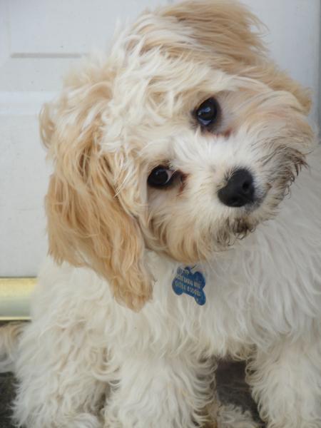 Share your favourite pet pictures for a chance to win £100 John Lewis voucher and copies of Jacqueline Wilson's Paws and Whiskers