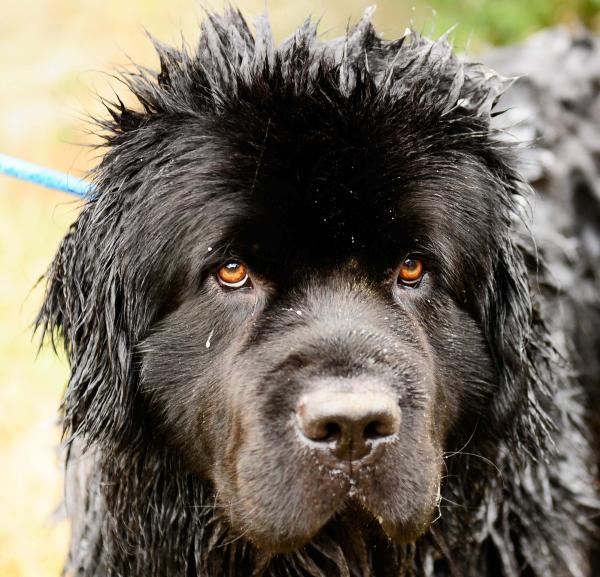 Share your favourite pet pictures for a chance to win £100 John Lewis voucher and copies of Jacqueline Wilson's Paws and Whiskers