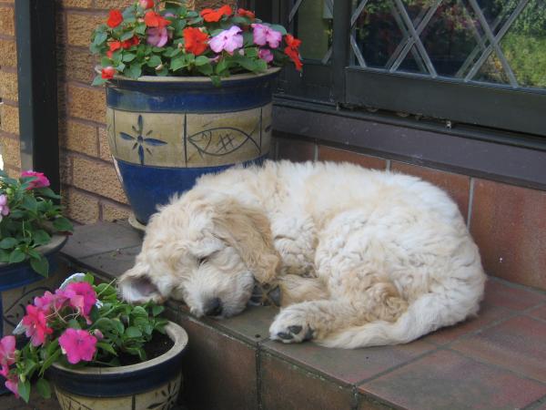 Share your favourite pet pictures for a chance to win £100 John Lewis voucher and copies of Jacqueline Wilson's Paws and Whiskers