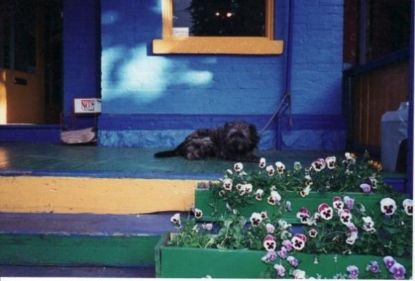 Share your favourite pet pictures for a chance to win £100 John Lewis voucher and copies of Jacqueline Wilson's Paws and Whiskers