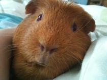 Share your favourite pet pictures for a chance to win £100 John Lewis voucher and copies of Jacqueline Wilson's Paws and Whiskers